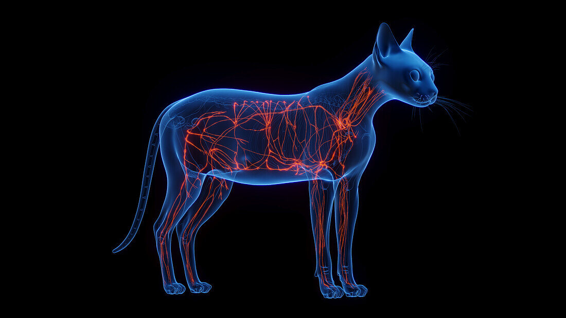 Cat's lymphatic system, illustration