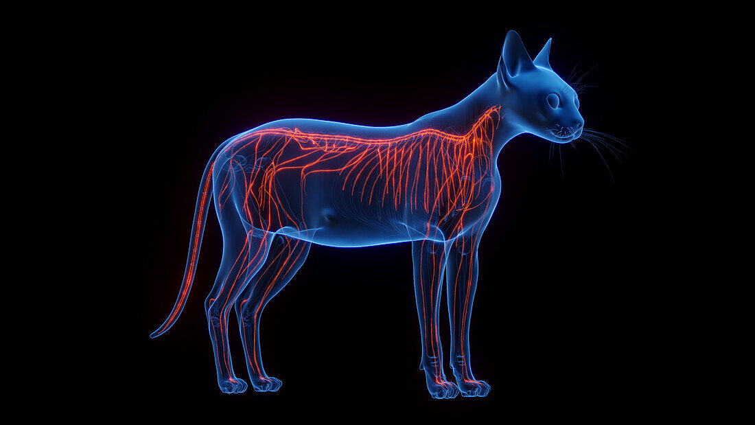 Cat's nervous system, illustration