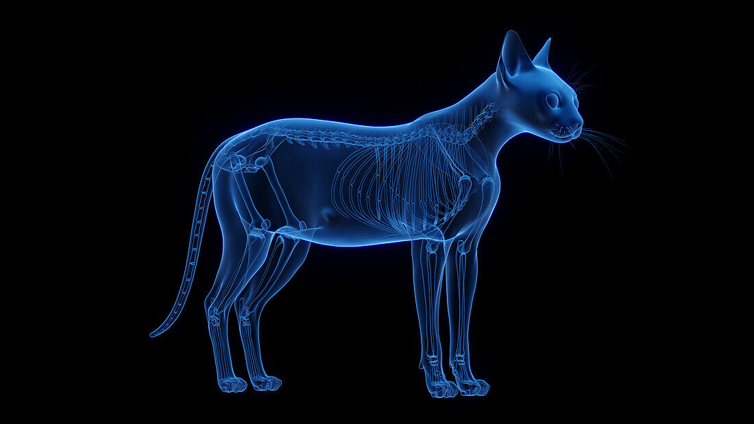 Cat's skeleton, illustration