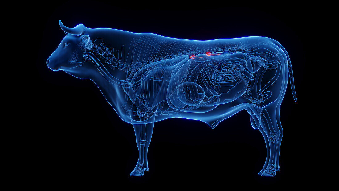 Cow's adrenal glands, illustration