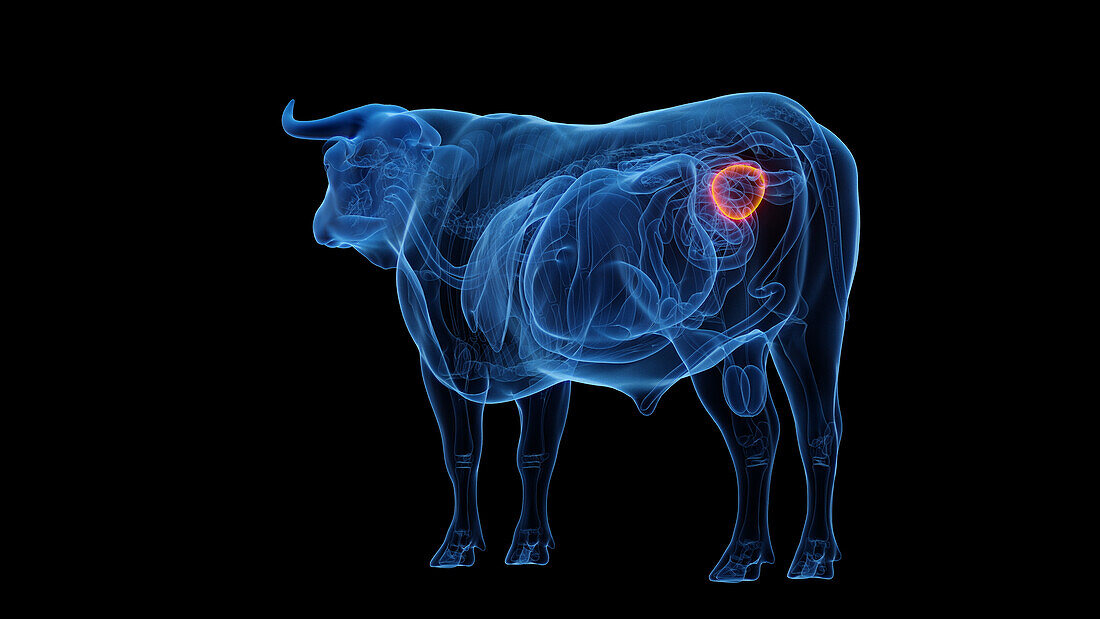 Cow's bladder, illustration