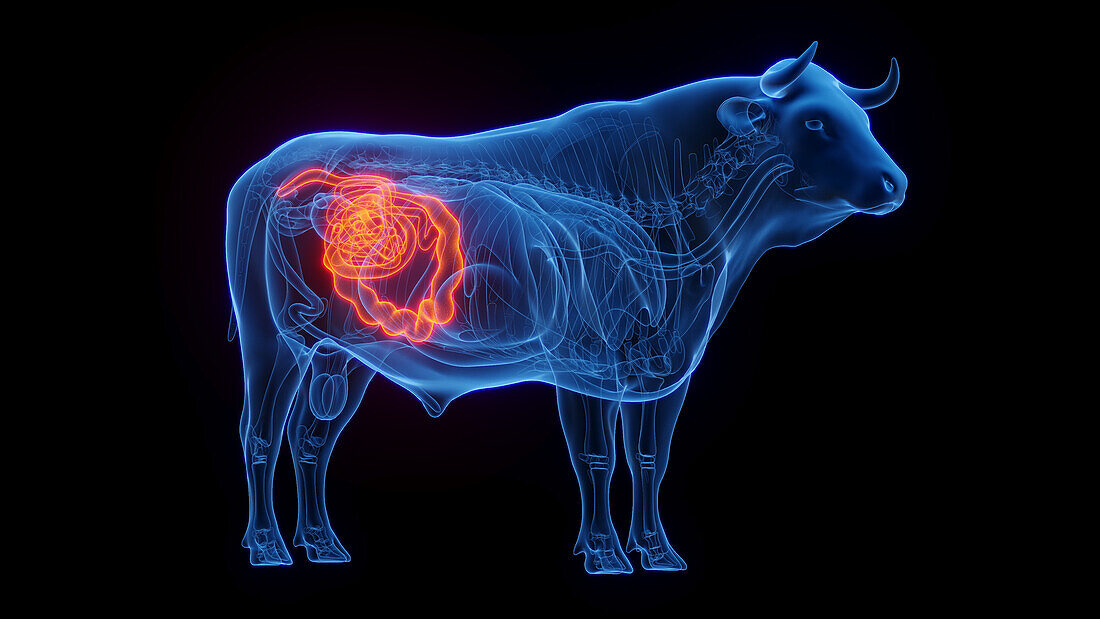 Cow's intestines, illustration