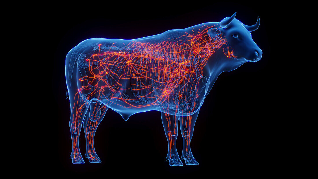 Cow's lymphatic system, illustration