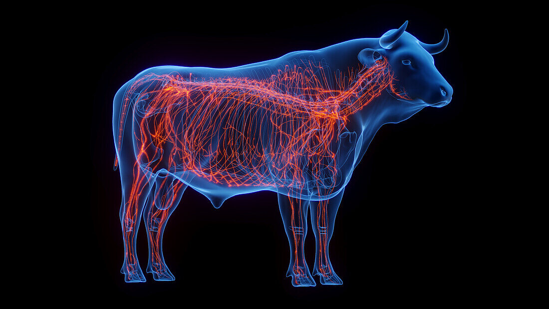 Cow's nervous system, illustration