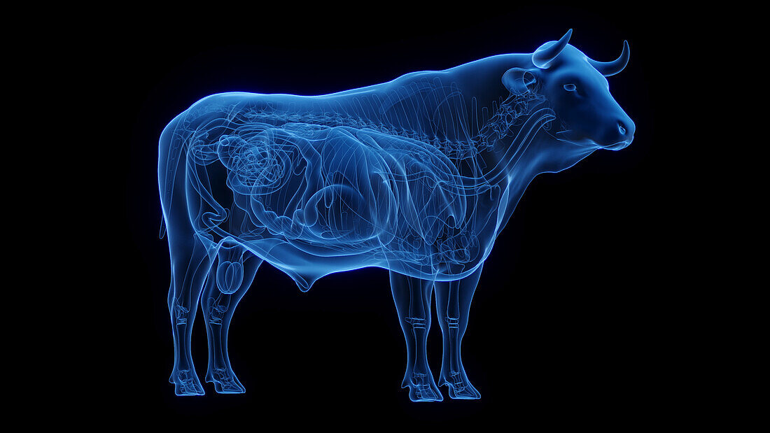 Cow's internal organs, illustration