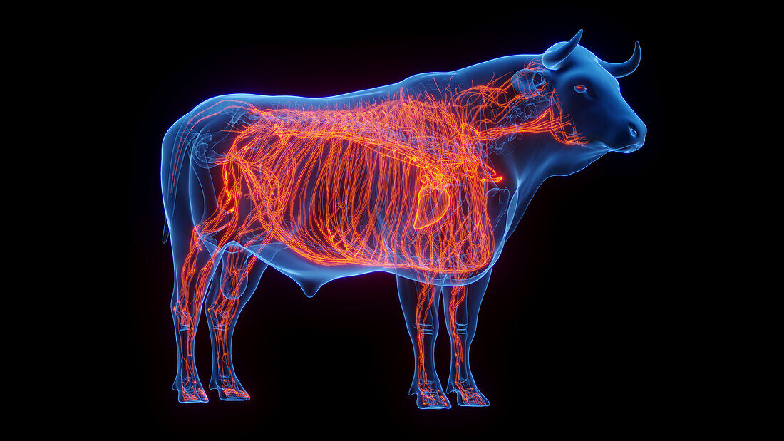 Cow's cardiovascular system, illustration