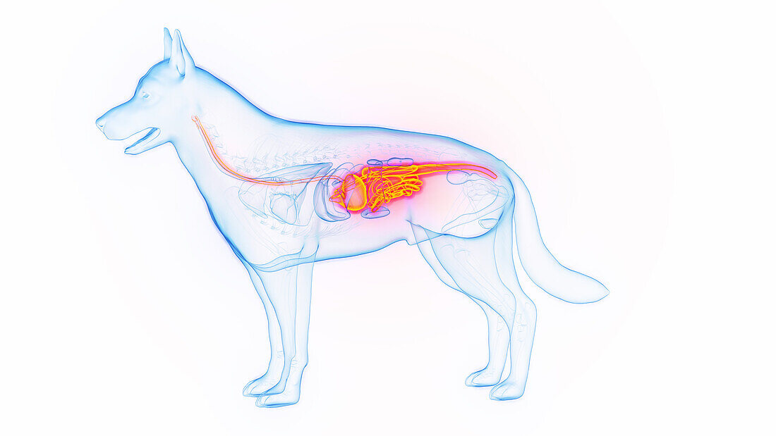Dog's digestive tract, illustration