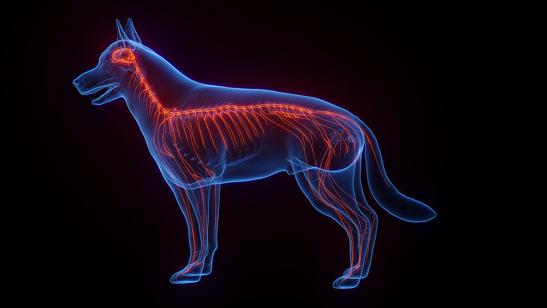 Dog's nervous system, illustration