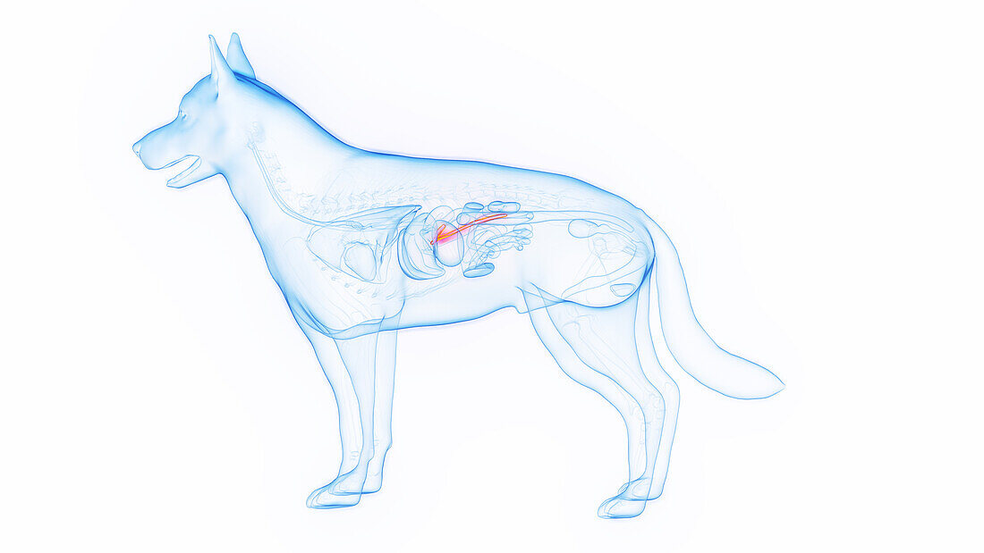 Dog's pancreas, illustration