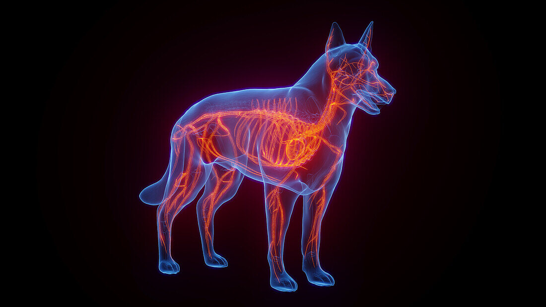 Dog's vascular system, illustration