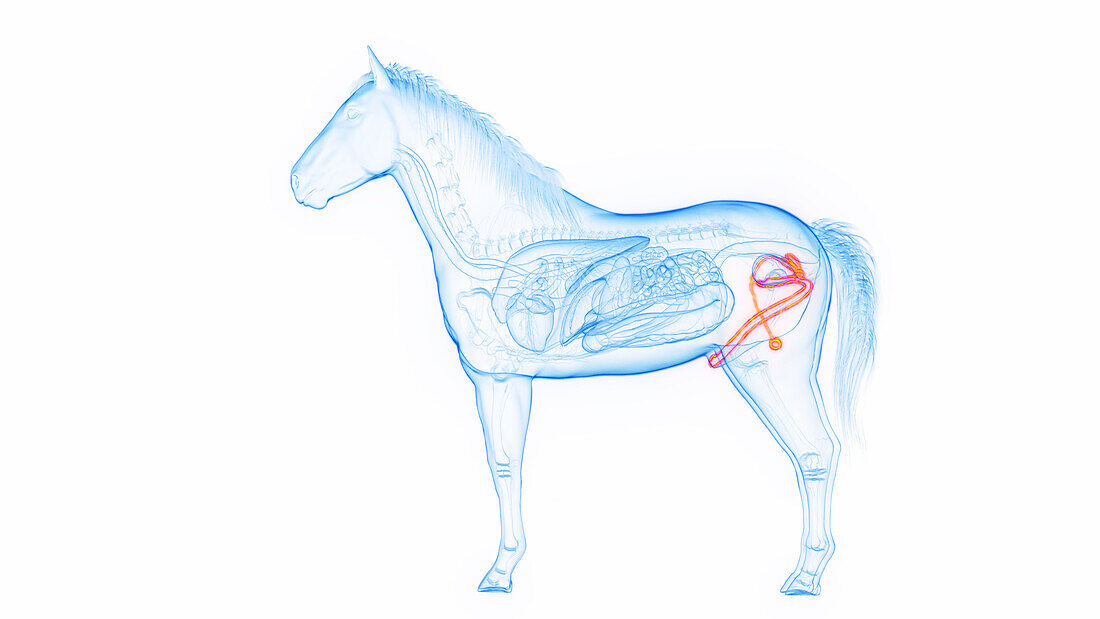Genitals of a male horse, illustration