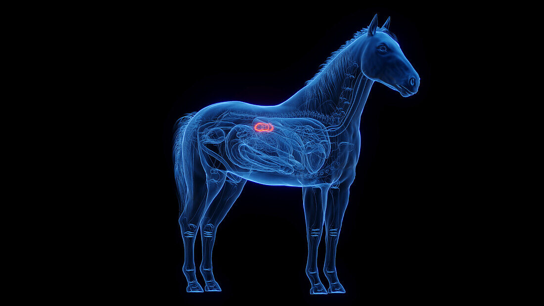 Horse's kidneys, illustration