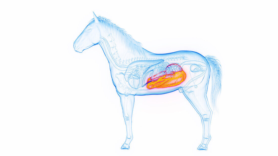 Horse's large intestine, illustration
