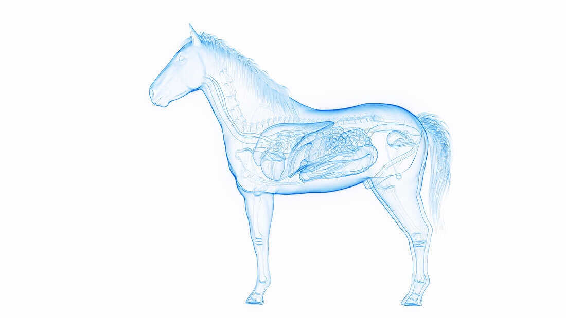 Horse's internal organs, illustration