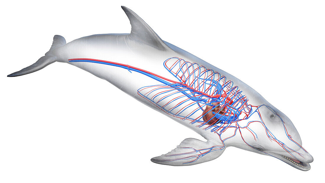 Dolphin's cardiovascular system, illustration