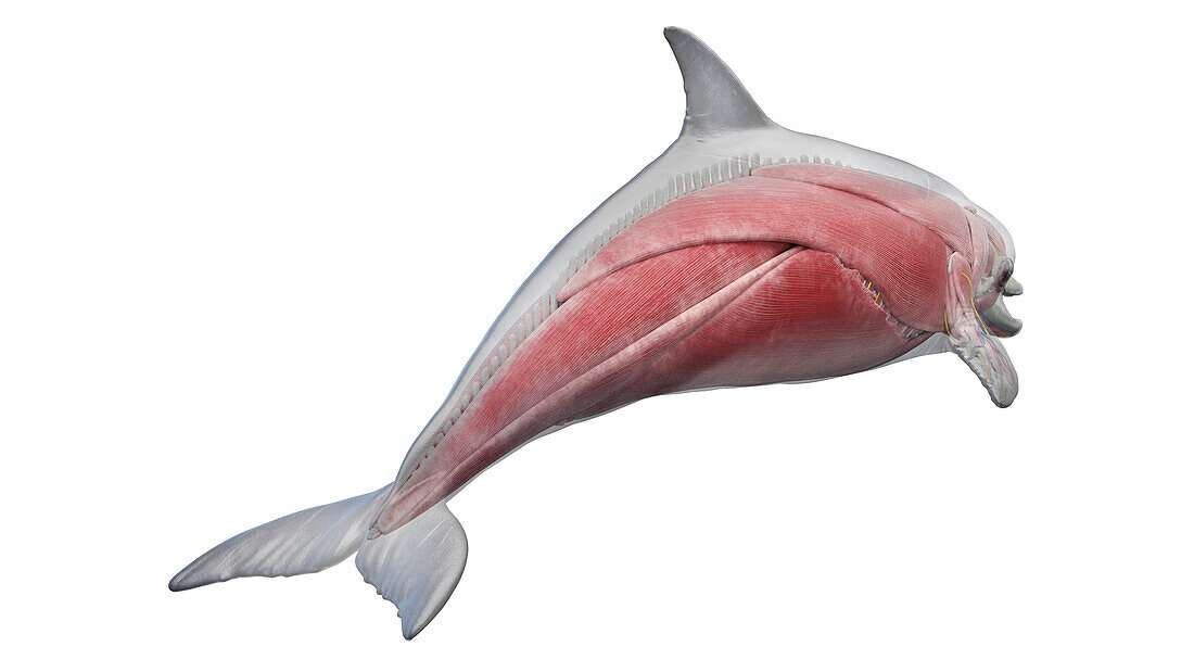 Dolphin's muscular system, illustration