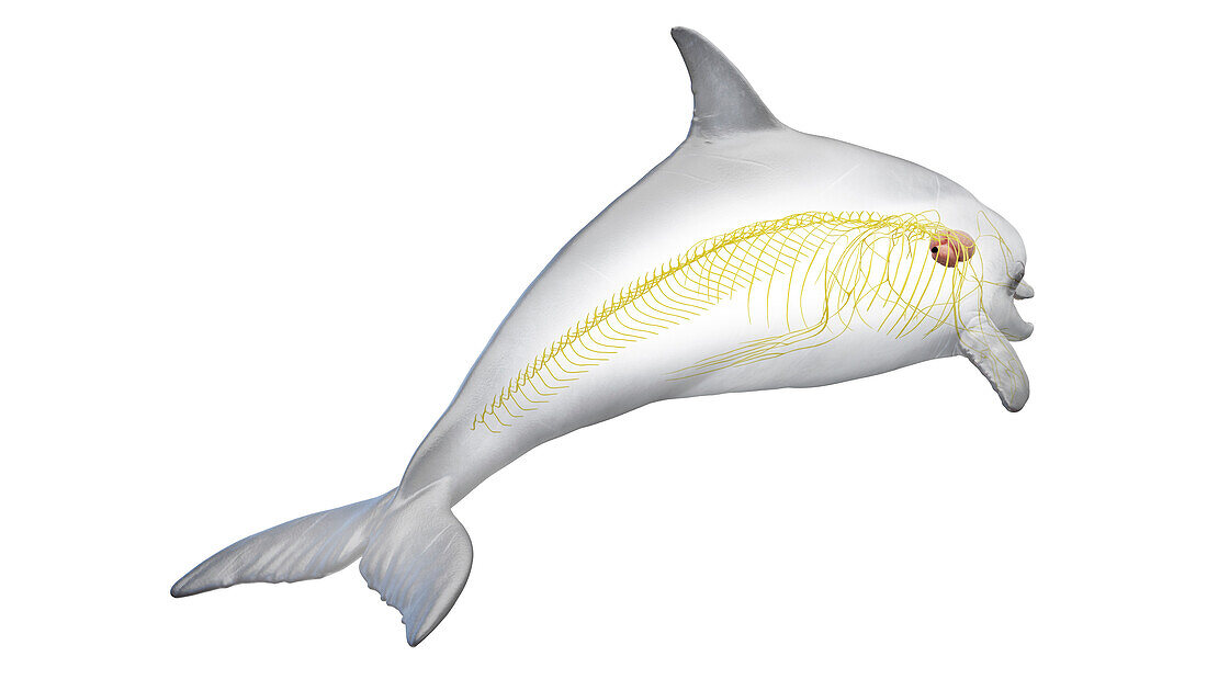 Dolphin's nervous system, illustration