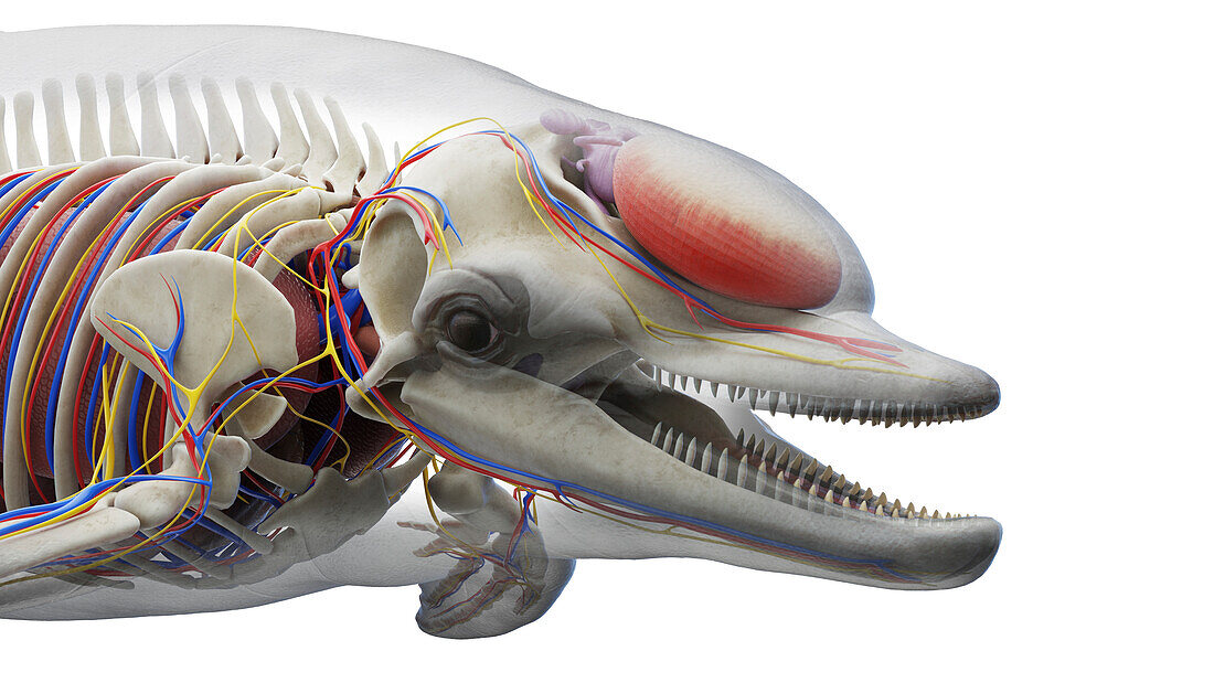 Dolphin's head organs, illustration