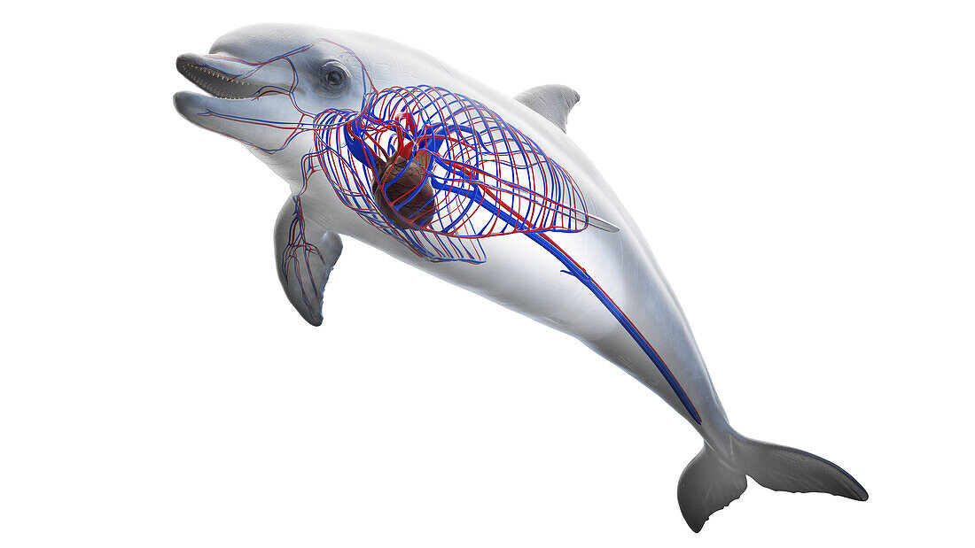 Dolphin's cardiovascular system, illustration