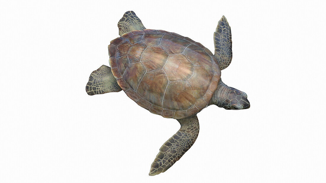 Sea turtle, illustration