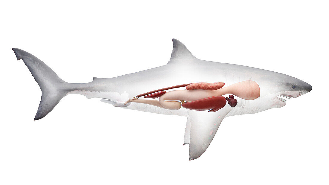 Shark's internal organs, illustration
