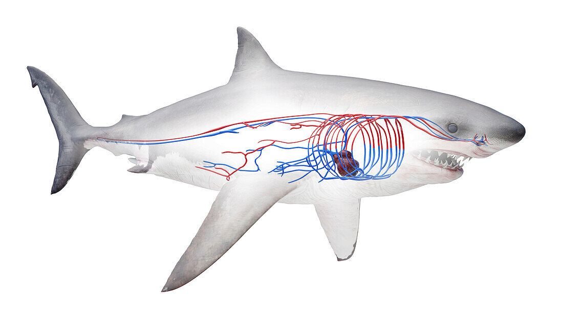 Shark's cardiovascular system, illustration