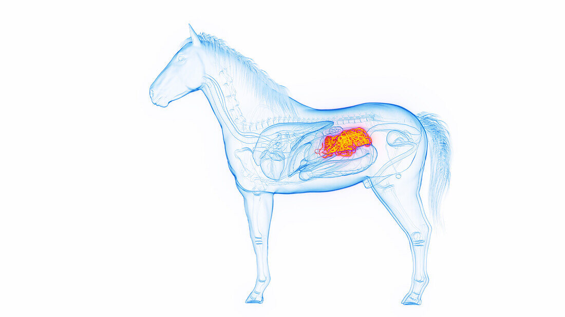 Horse's small intestine, illustration
