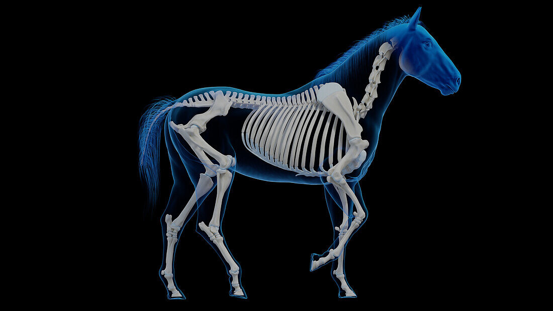 Horse's skeletal system, illustration