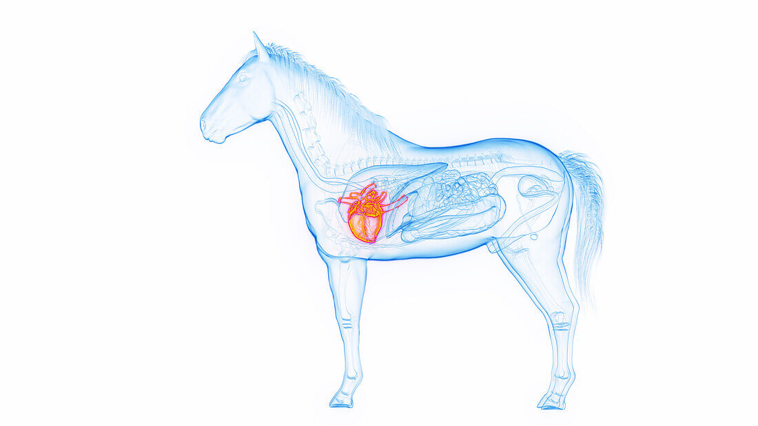 Horse's heart, illustration