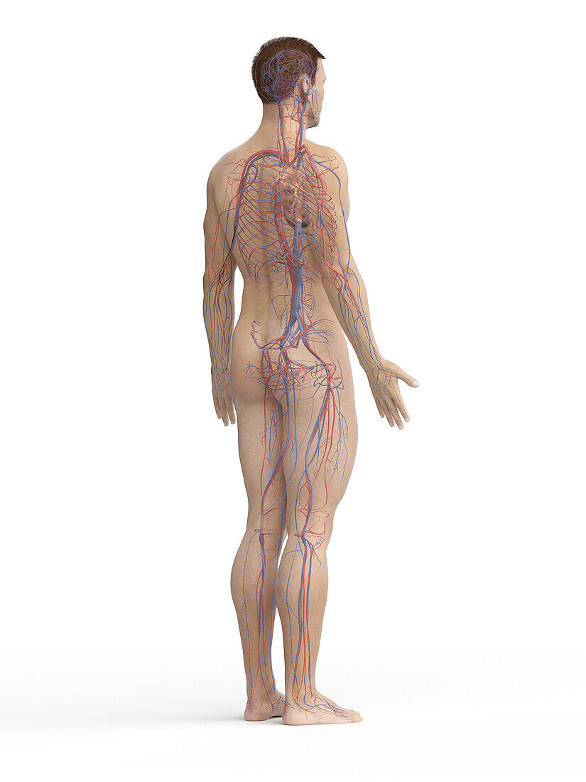 Vascular system, illustration