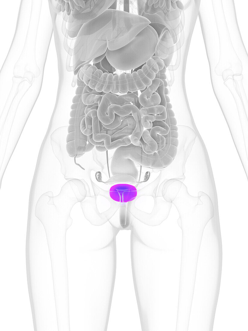 Female bladder, illustration