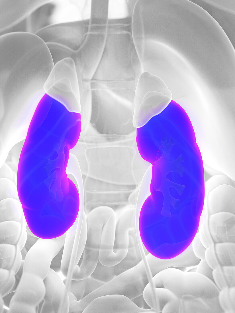 Female kidneys, illustration