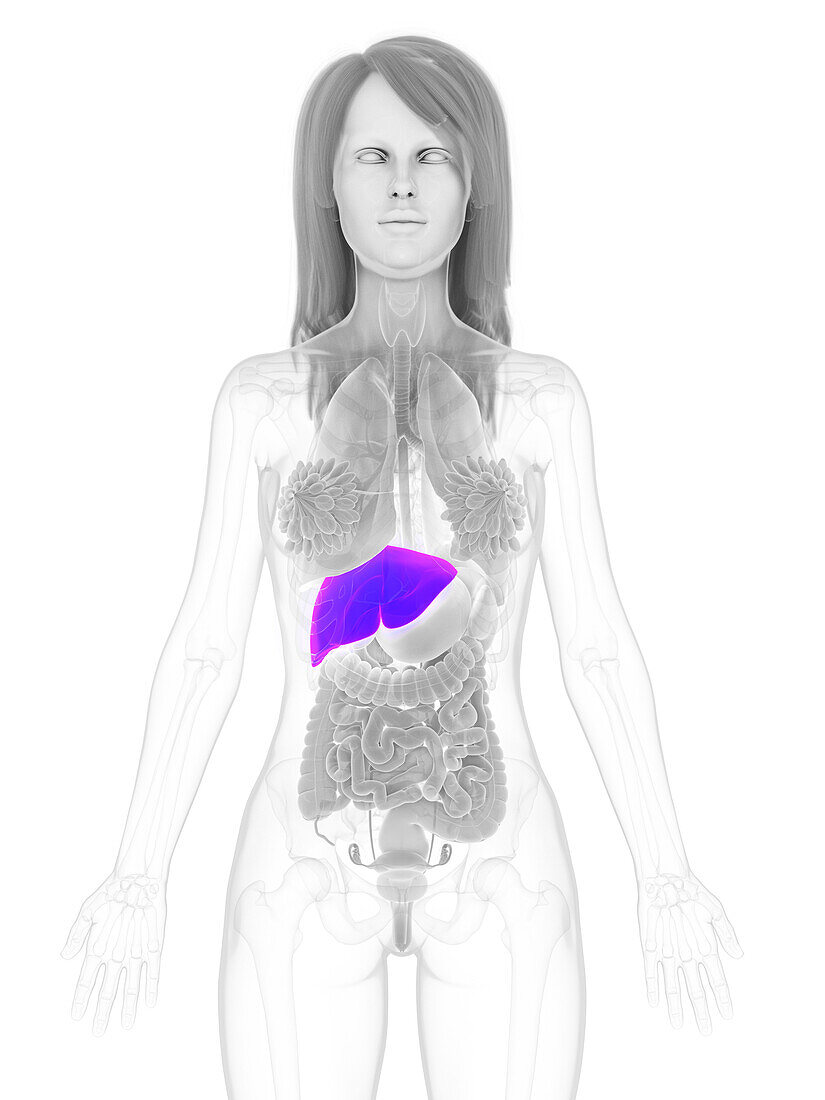 Female liver, illustration