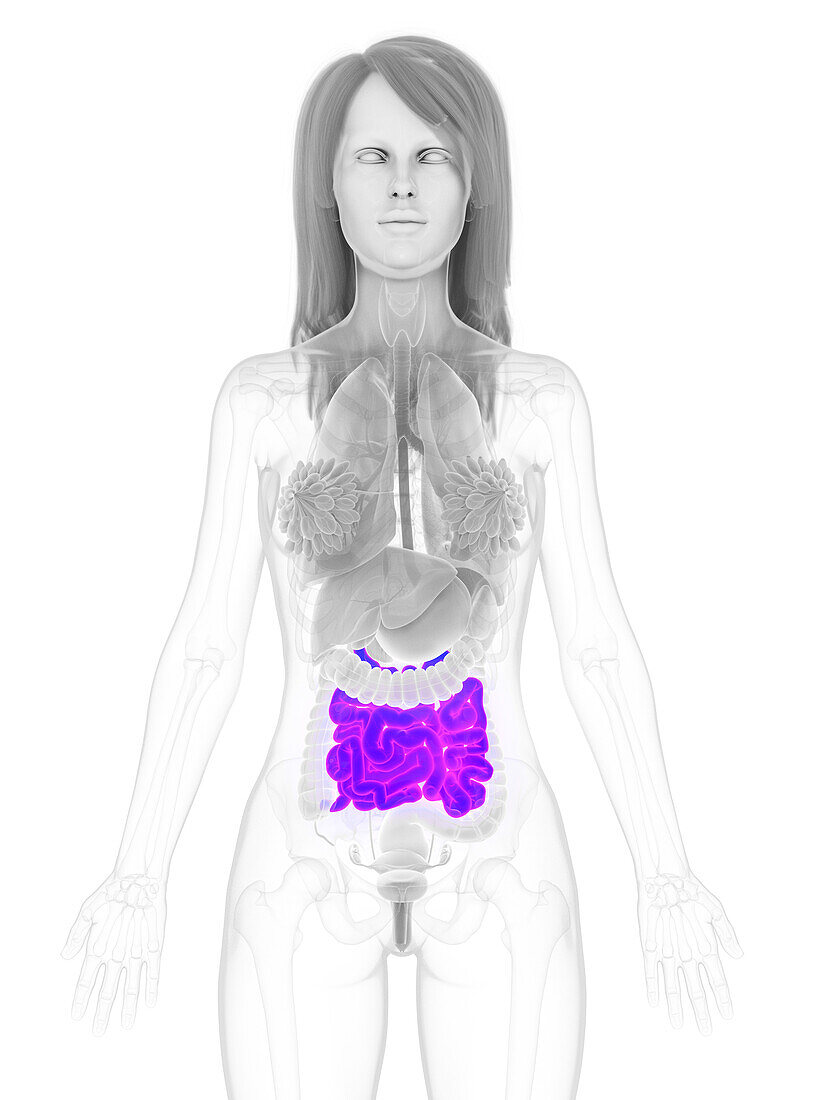 Female small intestine, illustration