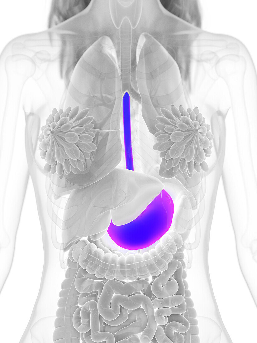 Female stomach, illustration