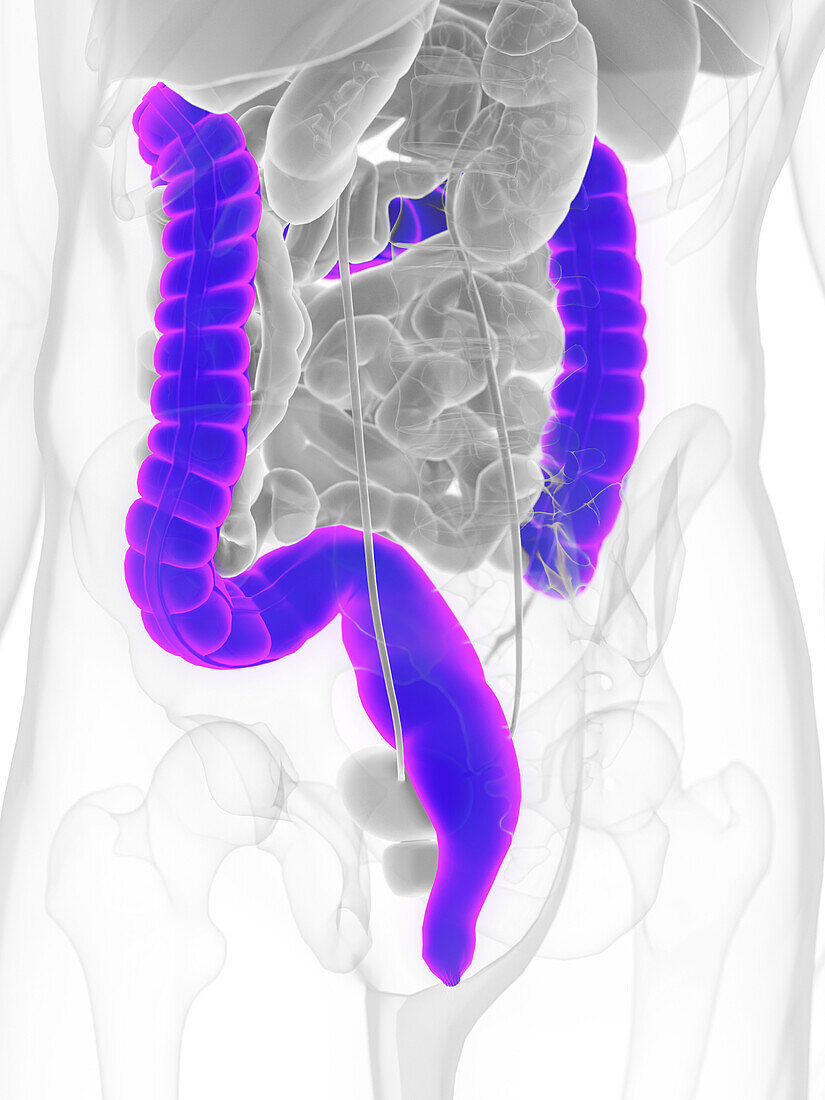 Male colon, illustration