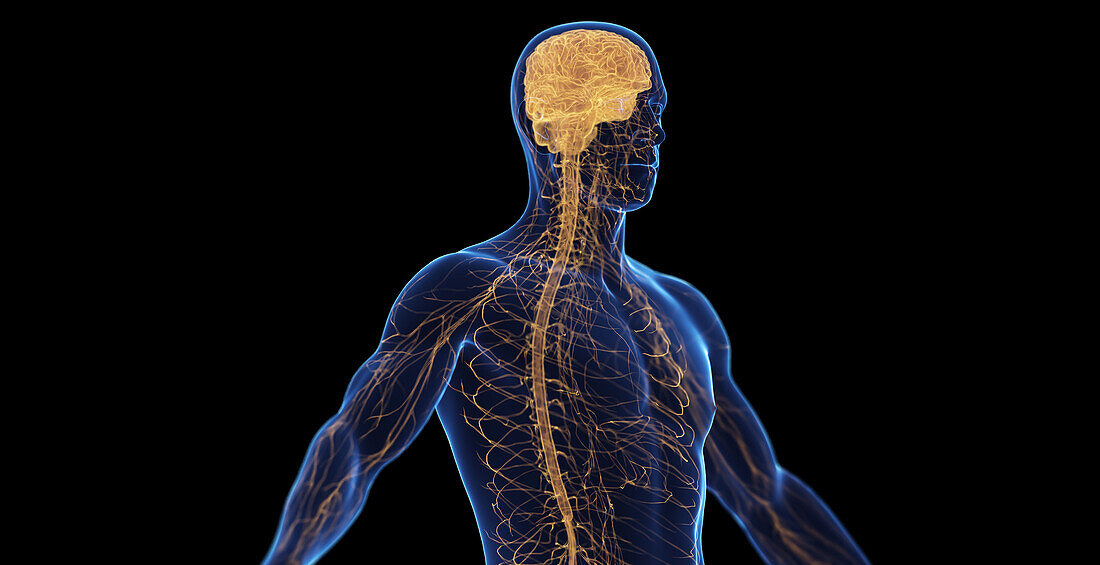 Male nervous system, illustration