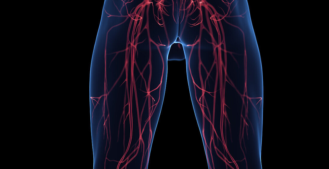 Male leg veins, illustration