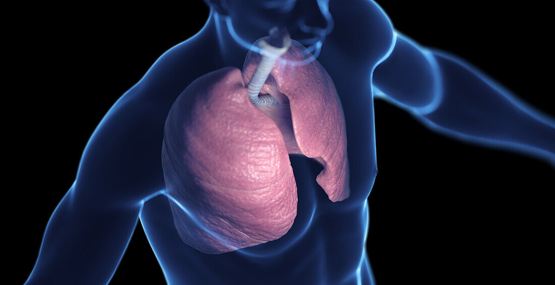 Male respiratory system, illustration