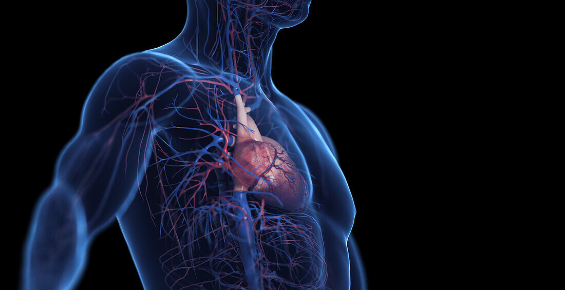 Male cardiovascular system, illustration