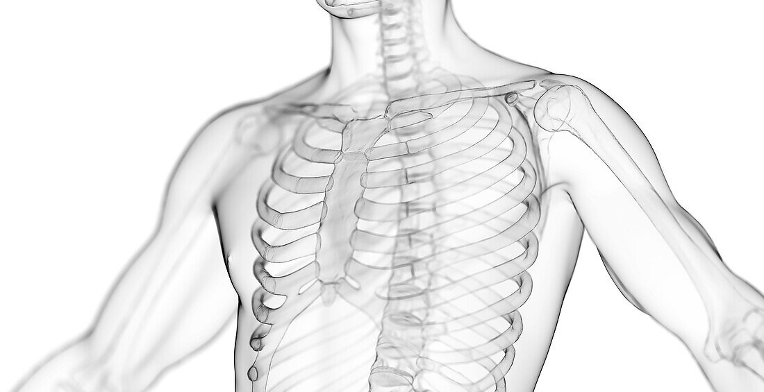 Male ribcage and spine, illustration