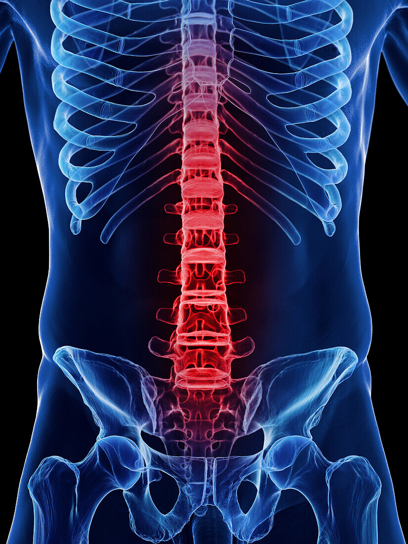 Male spine, illustration