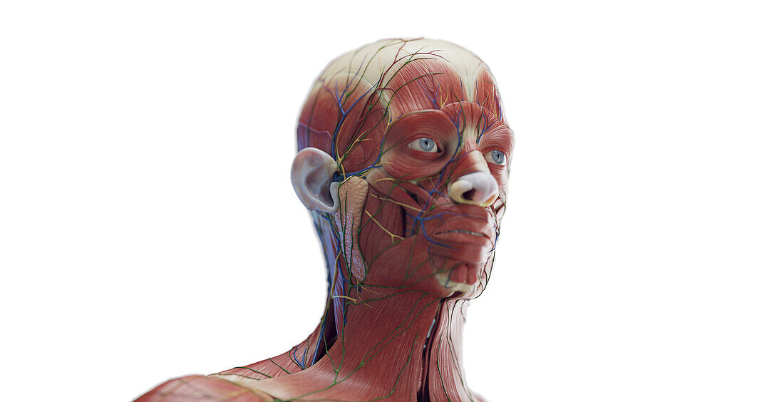 Male head muscles, illustration