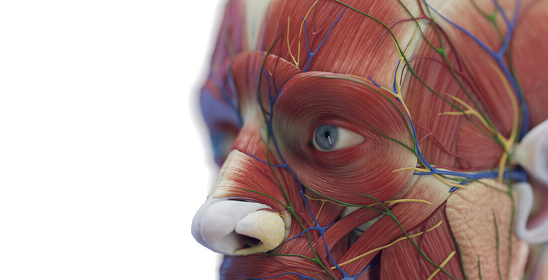 Male facial muscles, illustration