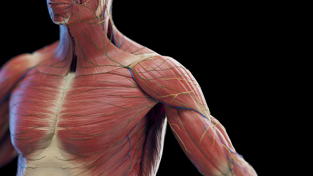 Male chest and arm muscles, illustration