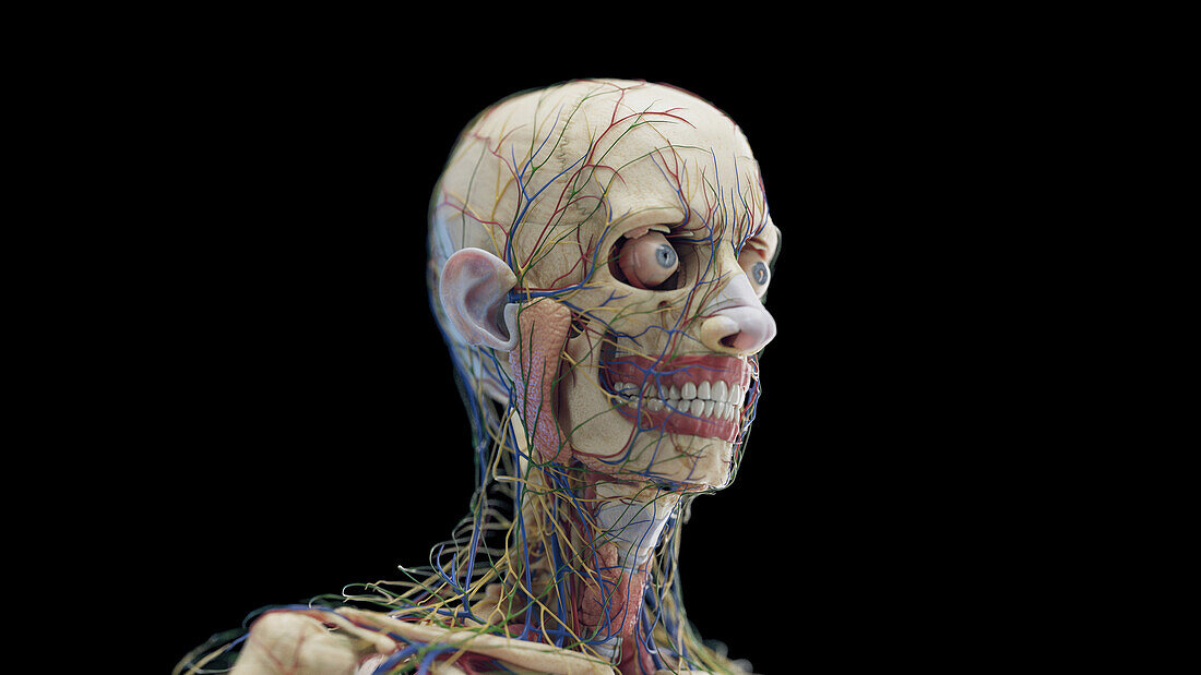 Male head organs, illustration