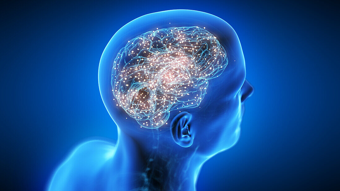 Active human brain, illustration