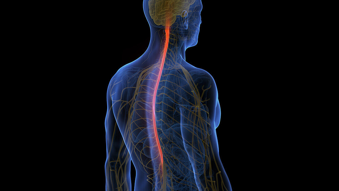 Spinal cord, illustration
