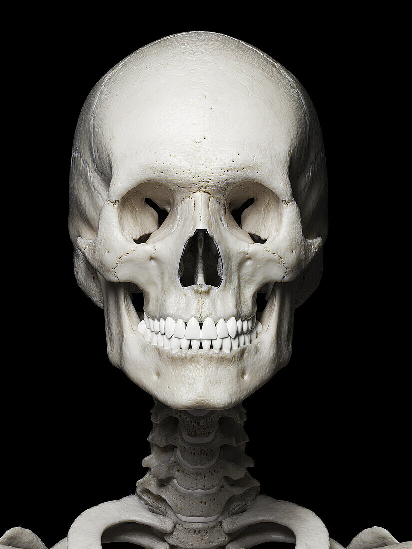 Human skull, illustration