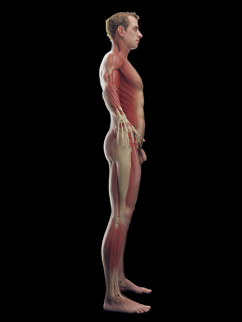 Male muscular system, illustration